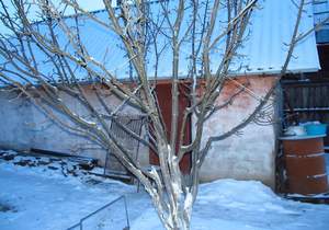 Дом 60м&sup2;, 1-этажный, участок 9 сот.  